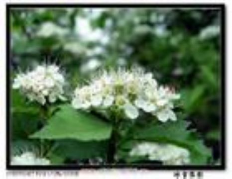 Crataegus Dahurica Extract 